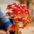LEGO Botanical Collection: Bonsai japanski crveni javor