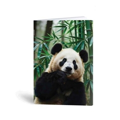 Bilježnica A6 Rucksack Only, panda, 40 listova