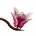 LEGO Botanical Collection: Grane magnolije