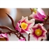 LEGO Botanical Collection: Grane magnolije