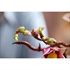 LEGO Botanical Collection: Grane magnolije