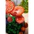 LEGO Botanical Collection: Šumske gljive